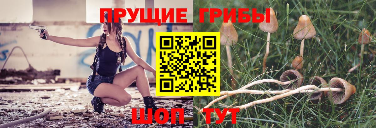 Псилоцибиновые грибы Psilocybine cubensis Истра